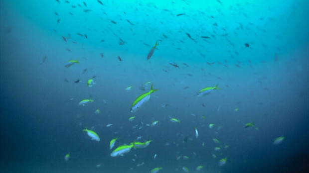 thailand fish